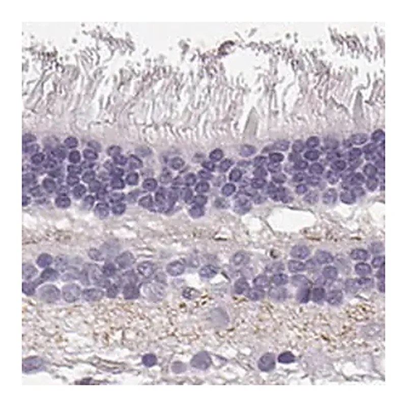 Merck Anti-SLC1A7 antibody produced in rabbit