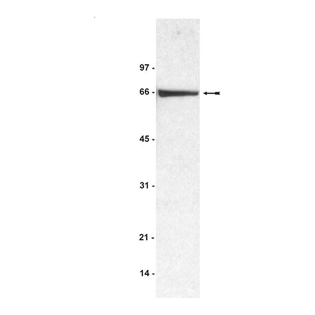 Merck Anti-BSA (Bovine Serum Albumin) Antibody