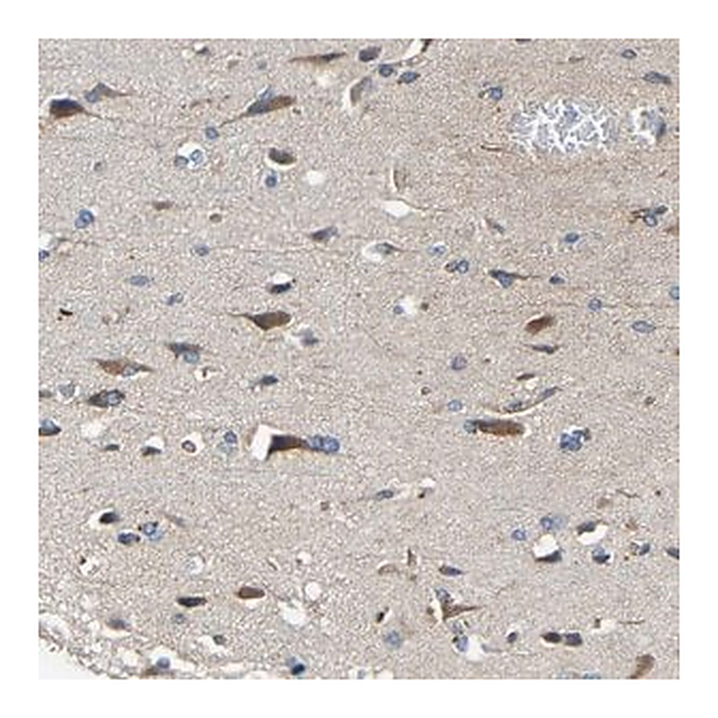 Merck Anti-RHOT2 antibody produced in rabbit