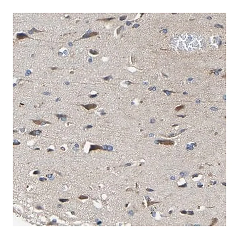 Merck Anti-RHOT2 antibody produced in rabbit