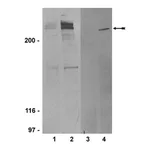 Merck Anti-phospho-ATM (Ser1981) Antibody, clone 10H11.E12