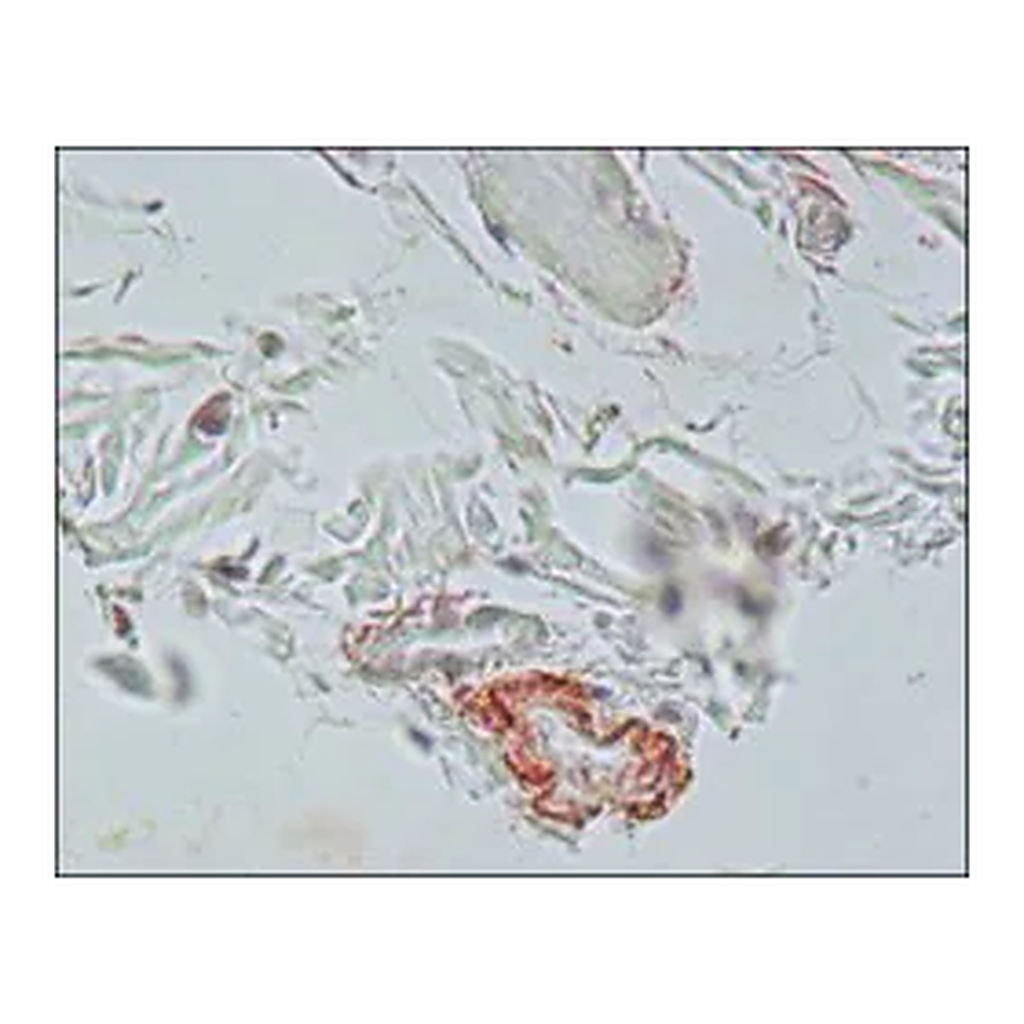 Merck Monoclonal Anti-Elastin antibody produced in mouse