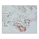 Merck Monoclonal Anti-Elastin antibody produced in mouse