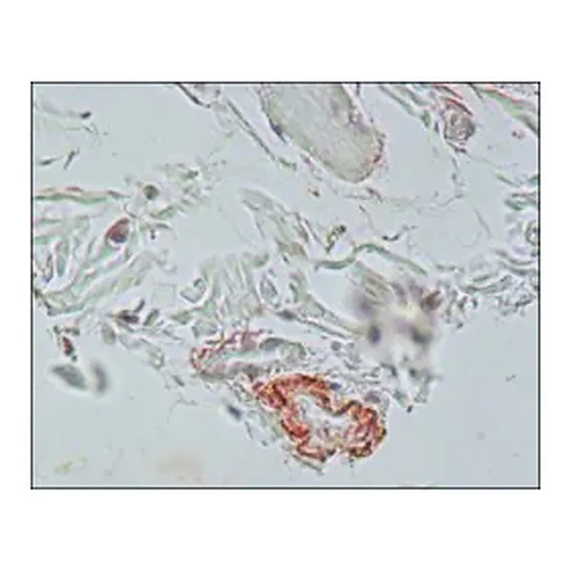 Merck Monoclonal Anti-Elastin antibody produced in mouse
