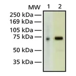 Merck Anti-MeCP2 antibody, Mouse monoclonal