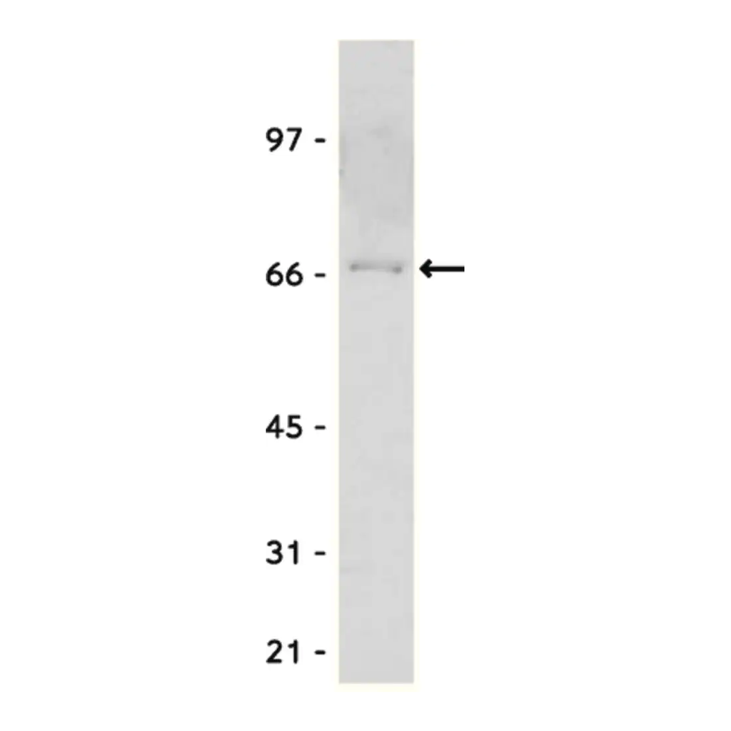 Merck Anti-Myc Tag Antibody