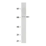 Merck Anti-Myc Tag Antibody