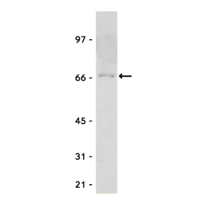 Merck Anti-Myc Tag Antibody