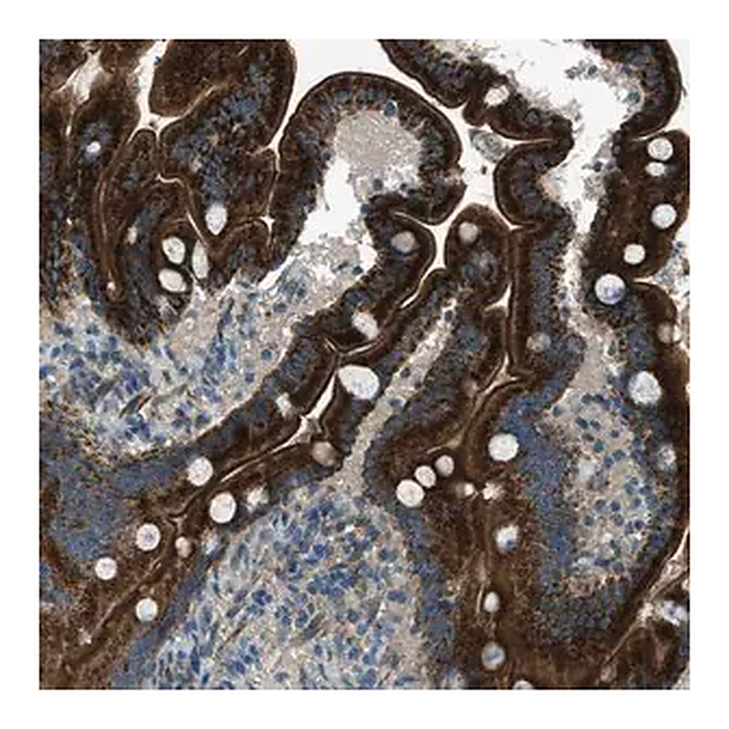 Merck Anti-FAR1 antibody produced in rabbit