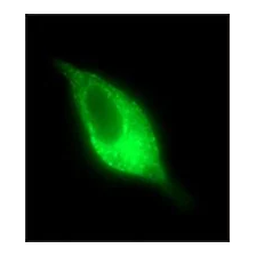 Merck Anti-PSMA antibody, Mouse monoclonal