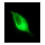 Merck Anti-PSMA antibody, Mouse monoclonal
