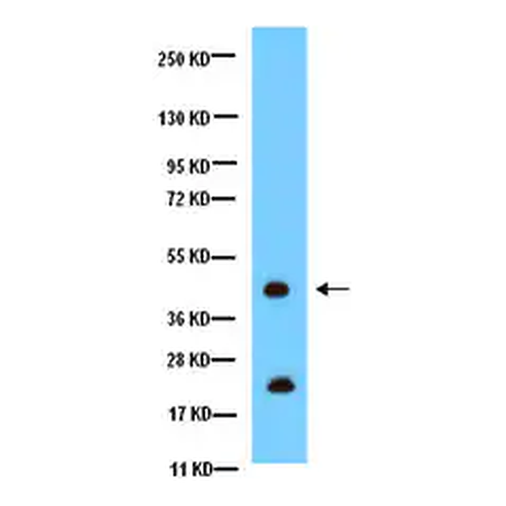 Merck Anti-Connexin 43 Antibody, CT, cytosolic