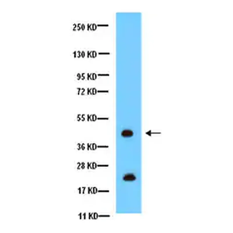 Merck Anti-Connexin 43 Antibody, CT, cytosolic