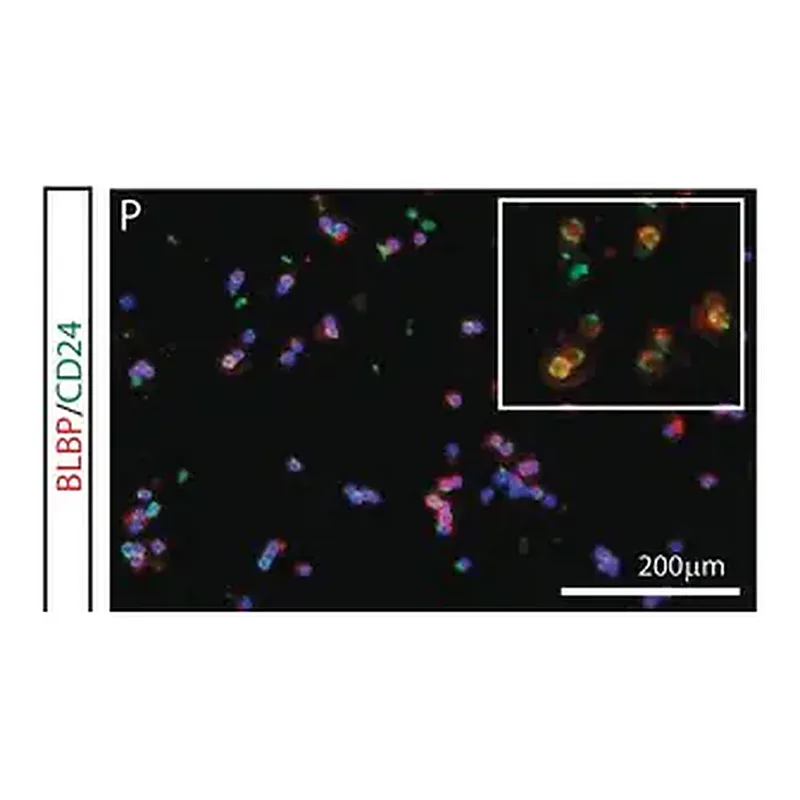 Merck Anti-Brain lipid binding protein Antibody