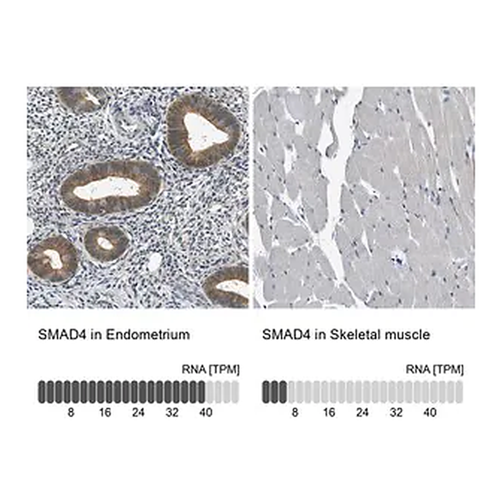 Merck Anti-SMAD4 antibody produced in rabbit