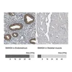 Merck Anti-SMAD4 antibody produced in rabbit