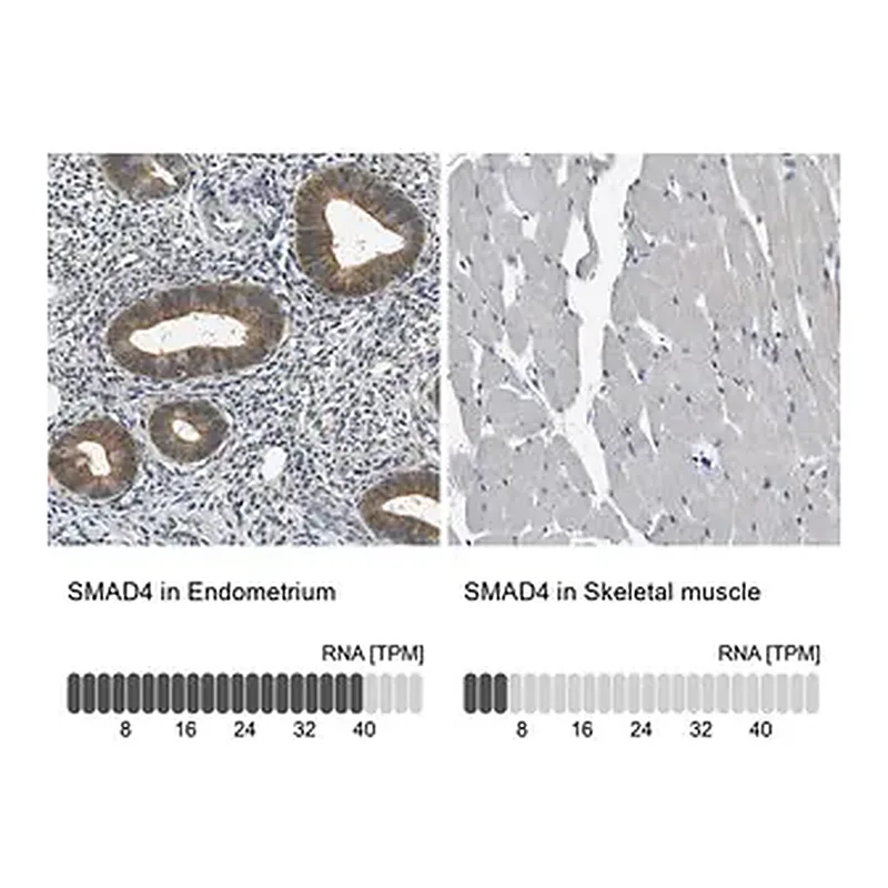 Merck Anti-SMAD4 antibody produced in rabbit