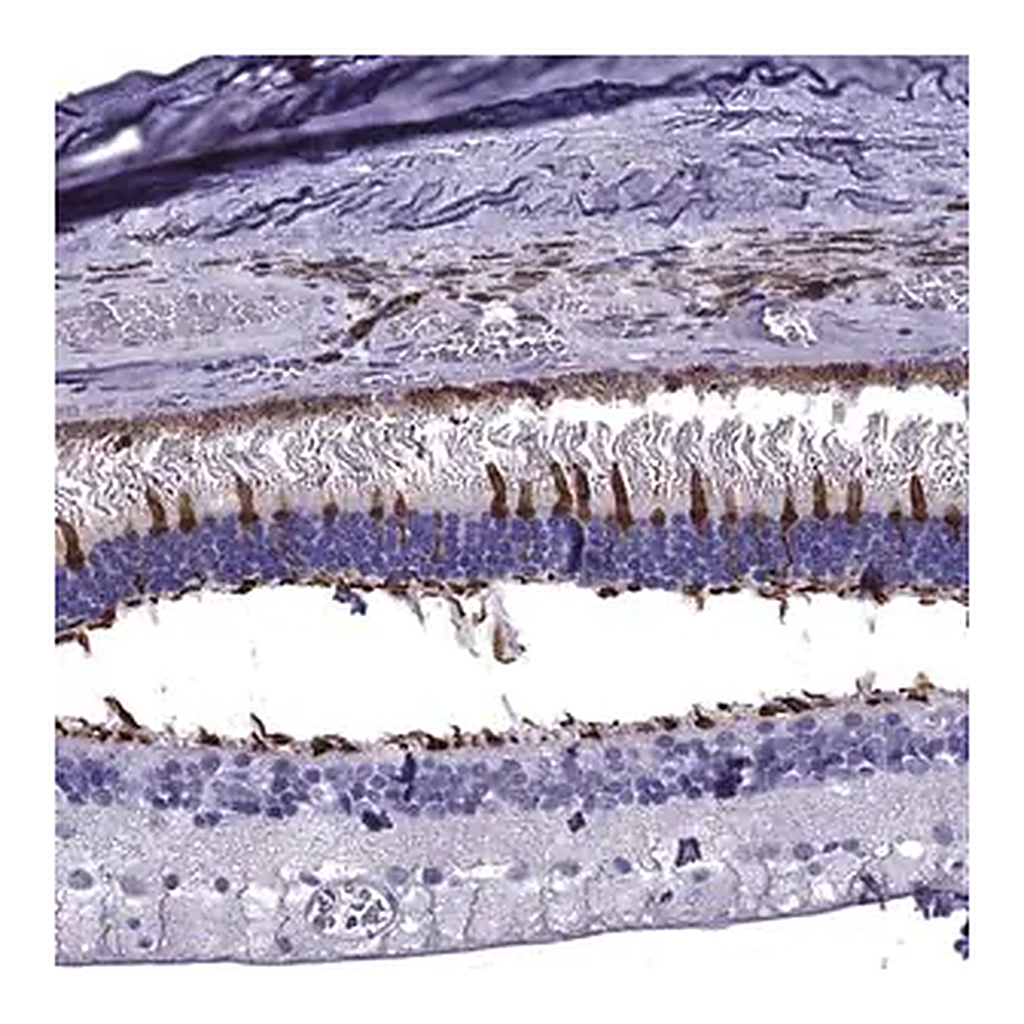Merck Anti-ARR3 antibody produced in rabbit