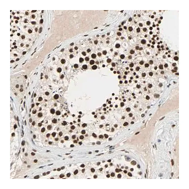 Merck ANTI-CDK12 antibody produced in rabbit