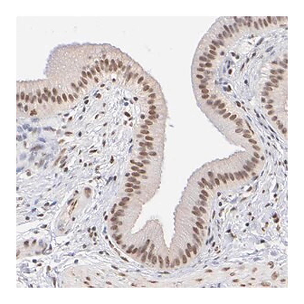 Merck Anti-ELMSAN1 antibody produced in rabbit