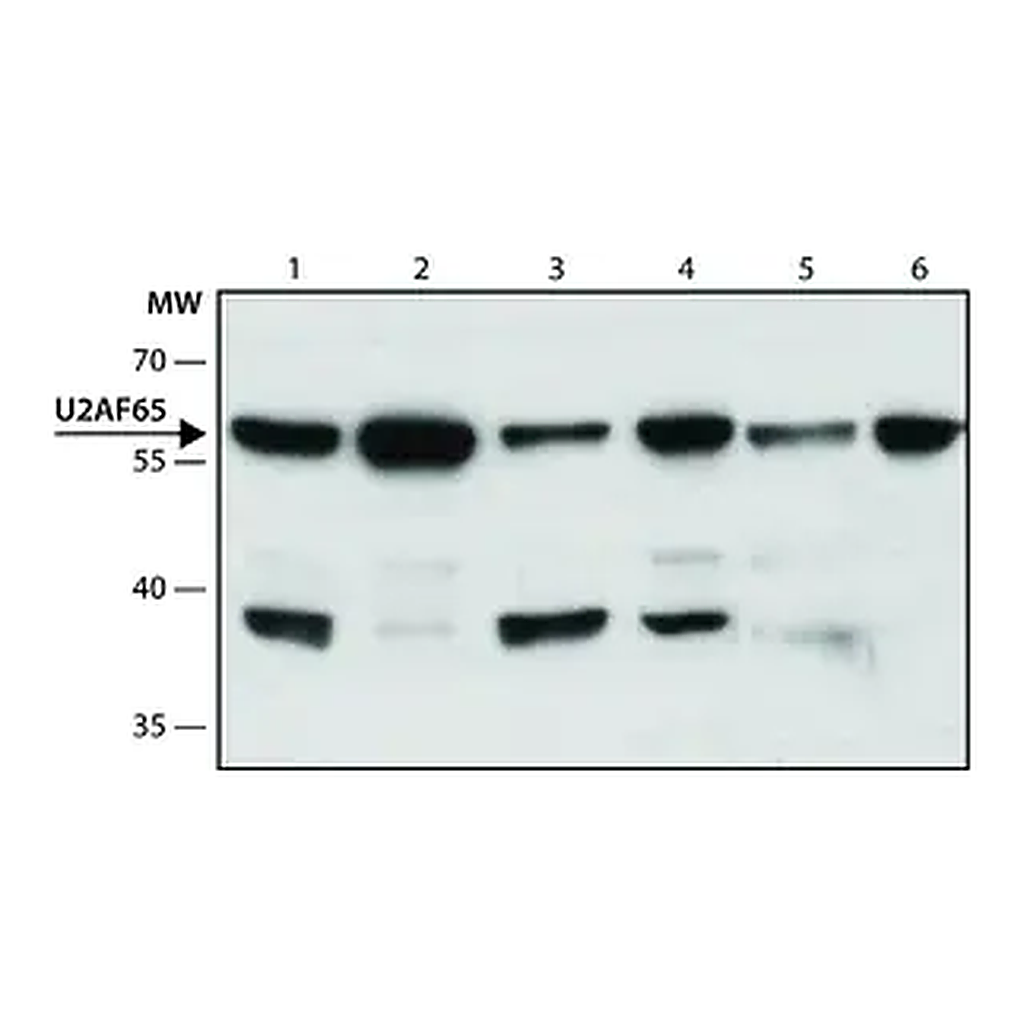 Merck Anti-U2AF65 antibody, Mouse monoclonal