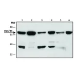 Merck Anti-U2AF65 antibody, Mouse monoclonal