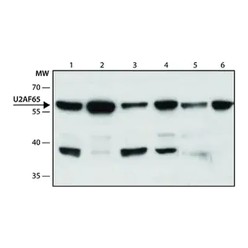 Merck Anti-U2AF65 antibody, Mouse monoclonal