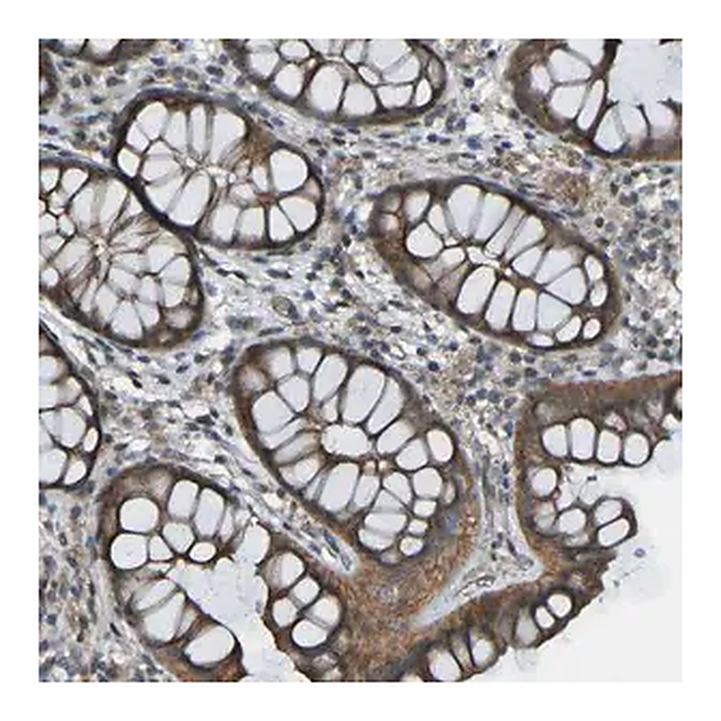 Merck Anti-LGR5 antibody produced in rabbit