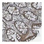 Merck Anti-LGR5 antibody produced in rabbit