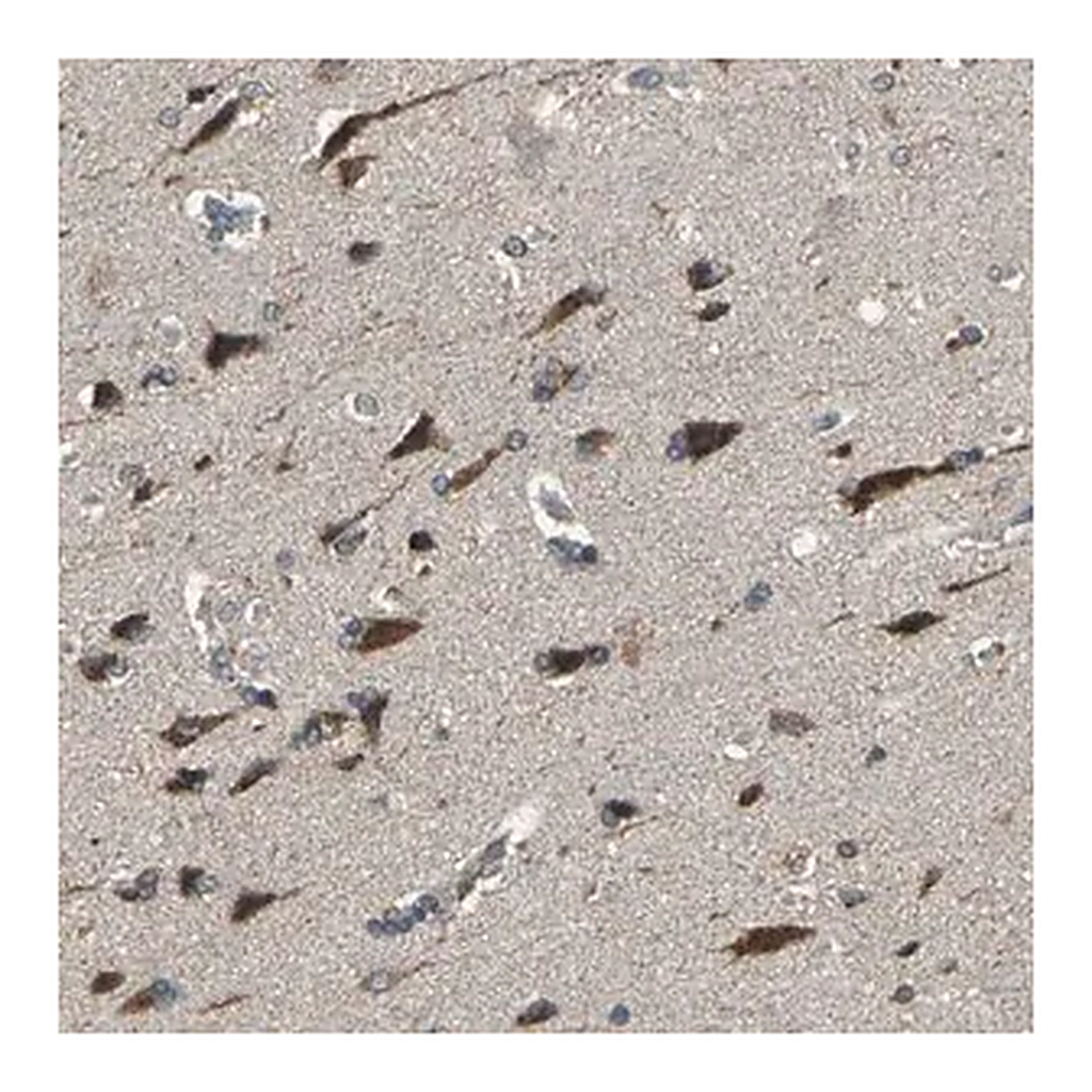 Merck Anti-TRAK1 antibody produced in rabbit