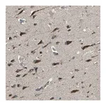 Merck Anti-TRAK1 antibody produced in rabbit
