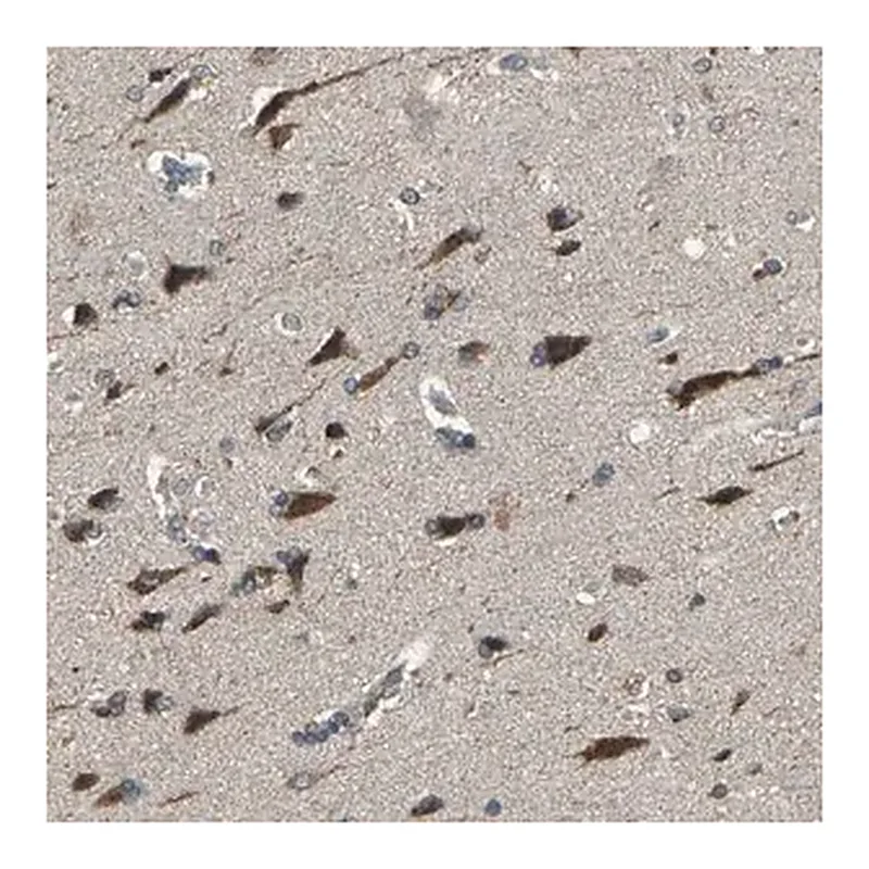 Merck Anti-TRAK1 antibody produced in rabbit