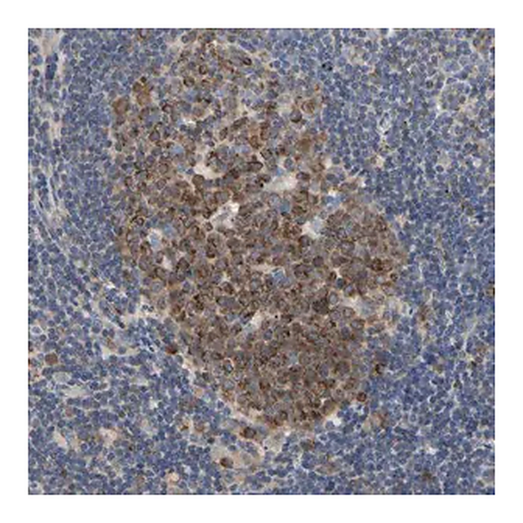 Merck Anti-MCL1 antibody produced in rabbit