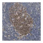 Merck Anti-MCL1 antibody produced in rabbit