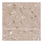 Merck Anti-COPA antibody produced in rabbit
