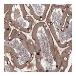 Merck Anti-MAP3K13 antibody produced in rabbit