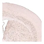 Merck Monoclonal Anti-FOXP2 antibody produced in mouse