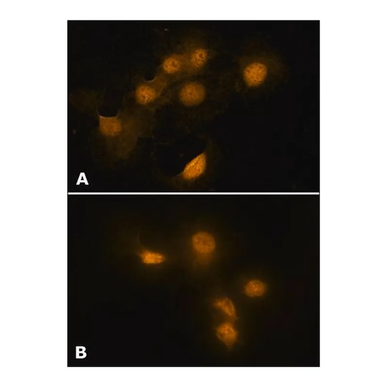 Merck Anti-HMGB1 (HMG1) (C-terminal) antibody produced in rabbit