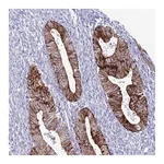 Merck Anti-ABHD17B antibody produced in rabbit