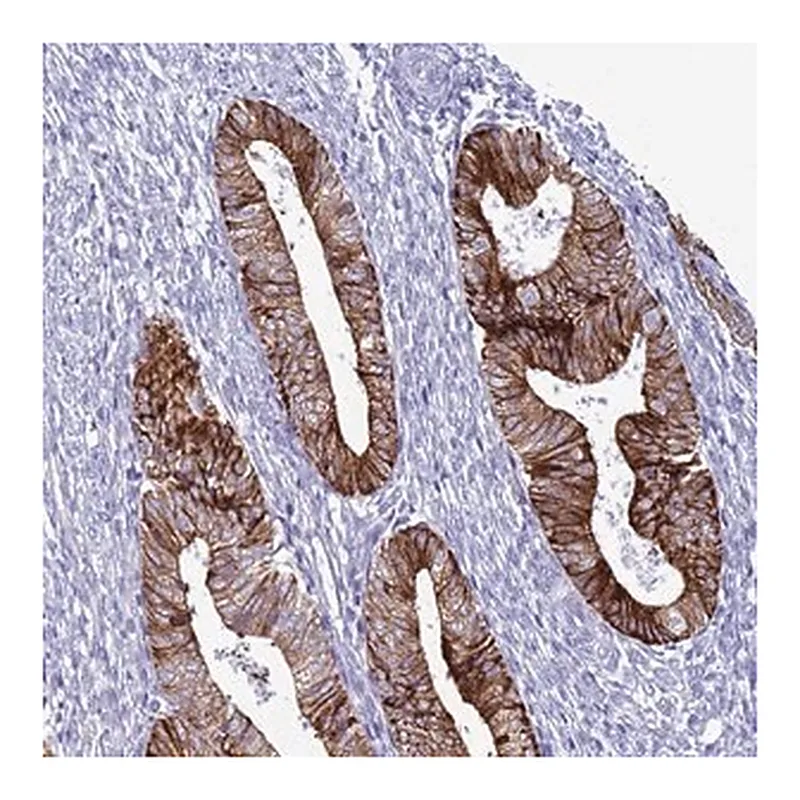 Merck Anti-ABHD17B antibody produced in rabbit