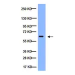 Merck Anti-NFκB Antibody, p65 subunit, active subunit, clone 12H11