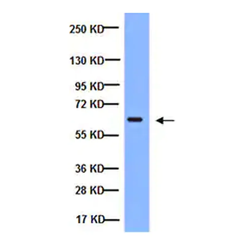 Merck Anti-NFκB Antibody, p65 subunit, active subunit, clone 12H11