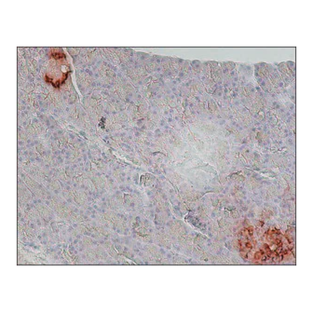 Merck Anti-Glucagon antibody, Mouse monoclonal