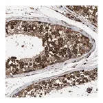 Merck Anti-SERBP1 antibody produced in rabbit