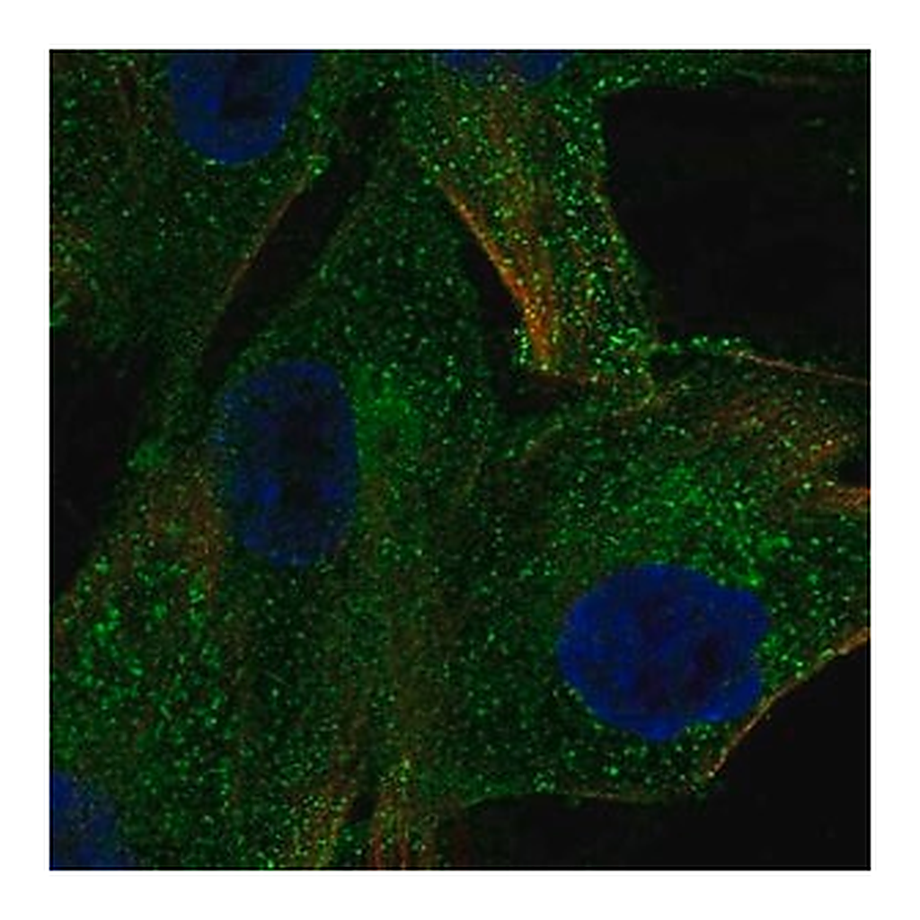 Merck Anti-PDGFRB antibody produced in rabbit