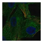 Merck Anti-PDGFRB antibody produced in rabbit