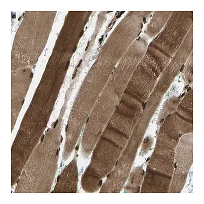 Merck Anti-SYNE1 antibody produced in rabbit