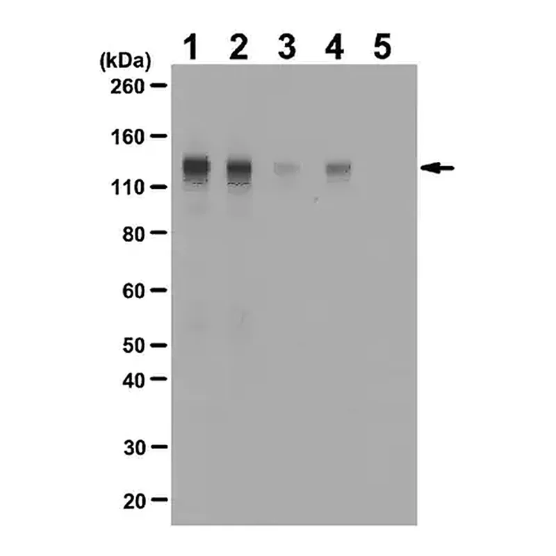 Merck Anti-phospho-FGFR-1 (Tyr653/Tyr654) Antibody