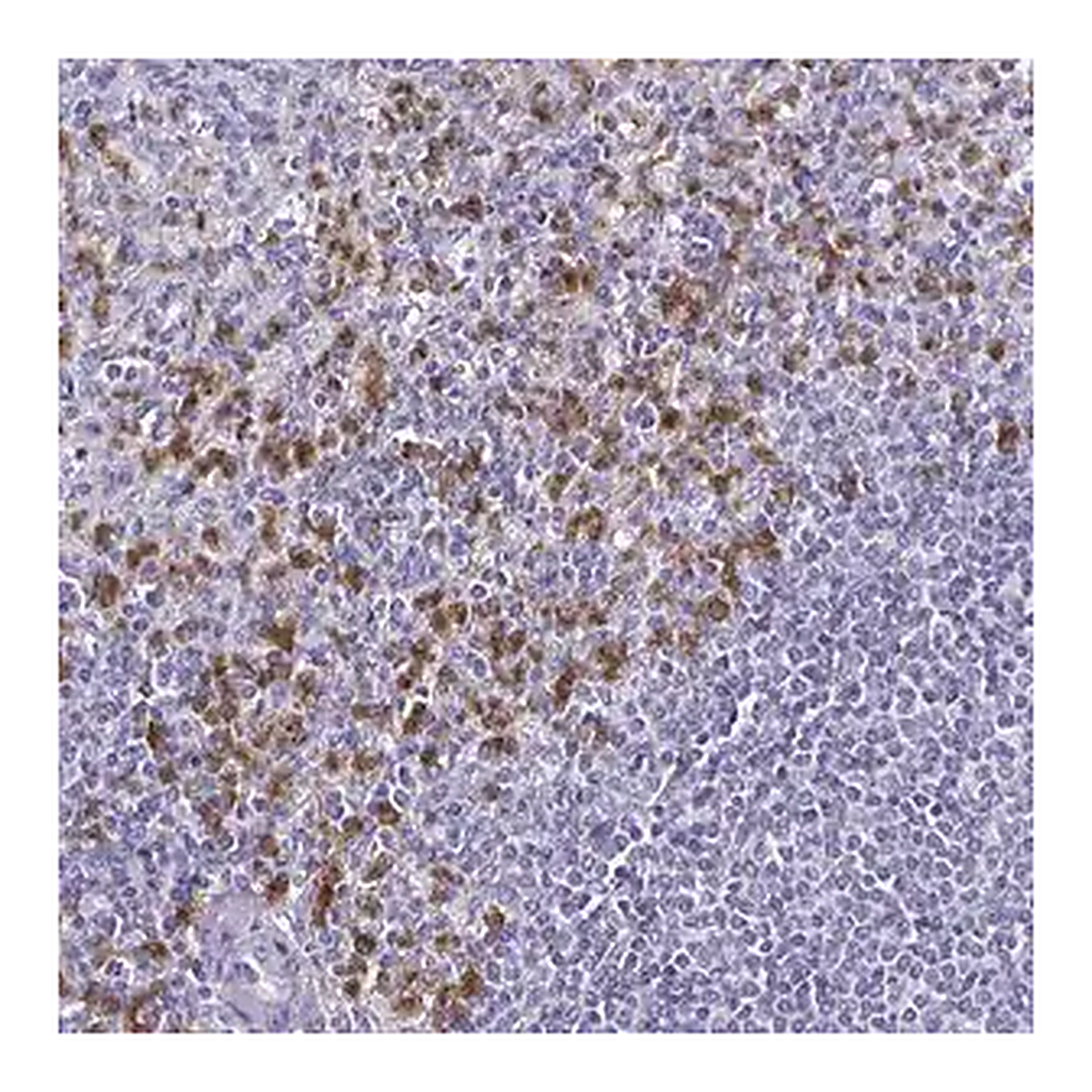 Merck Anti-TLR4 antibody produced in rabbit