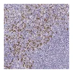 Merck Anti-TLR4 antibody produced in rabbit